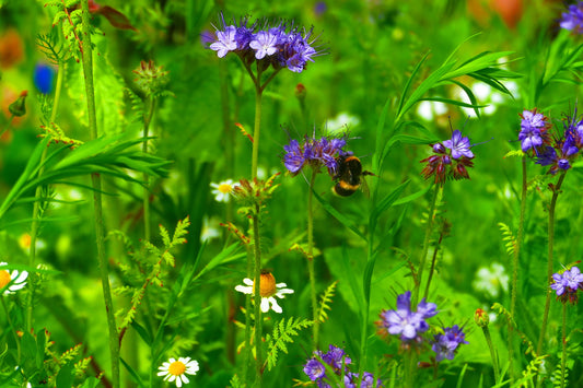 Why planting wildflowers makes a difference