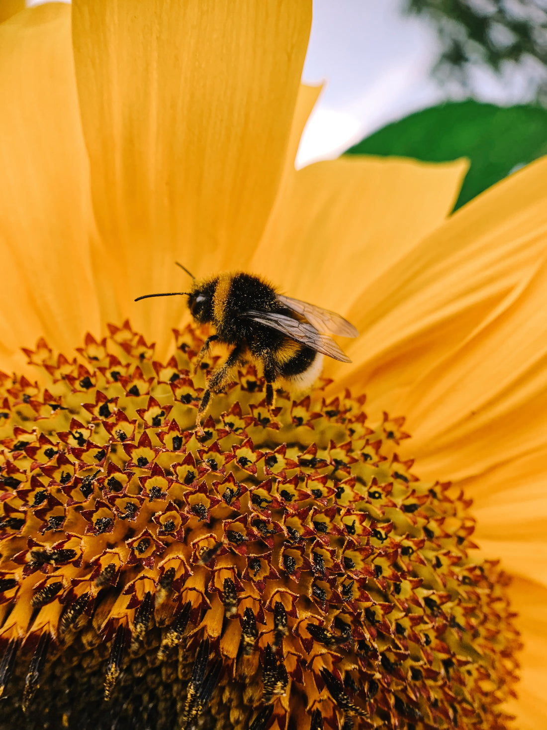 A gift from nature - The Benefits of eating Raw Honey