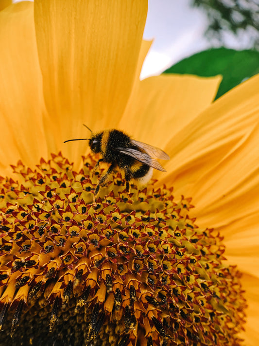 A gift from nature - The Benefits of eating Raw Honey